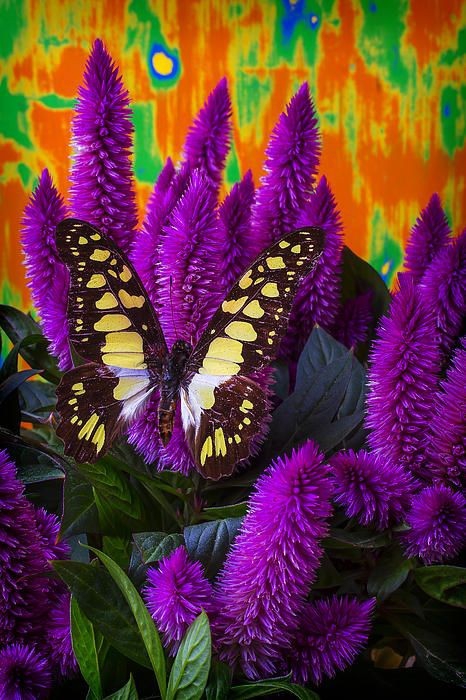nature