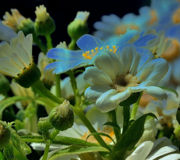 flowers