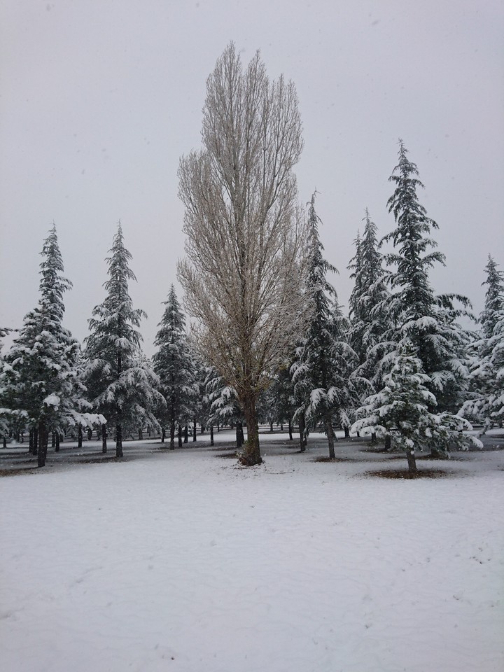 tree