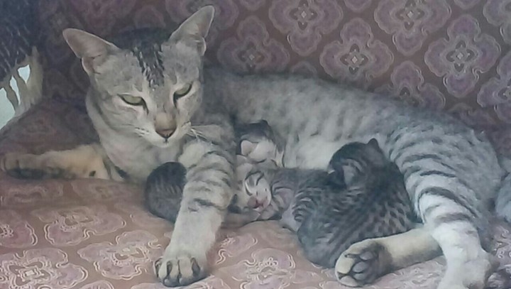 cat & kitties