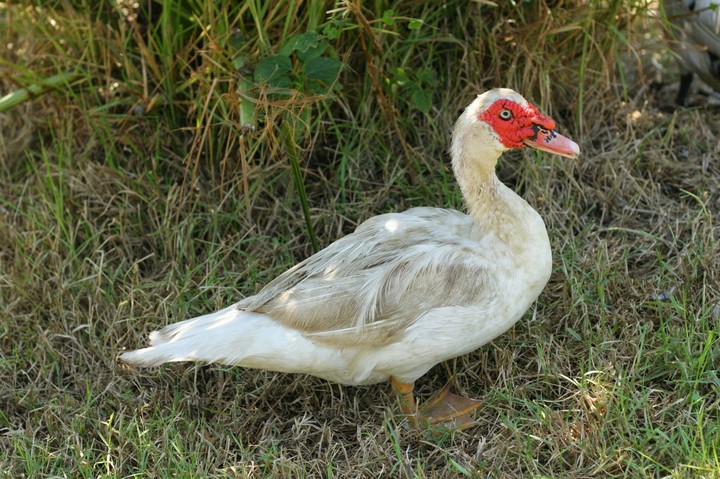 duck in the park