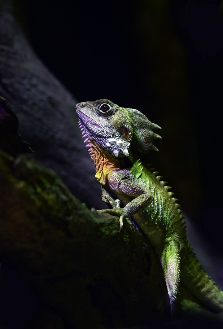 chameleon