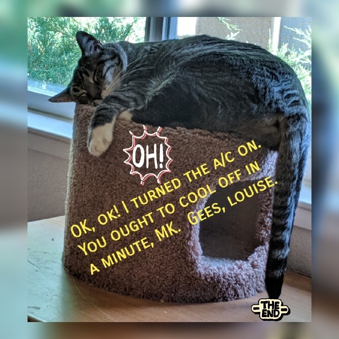 Hot cat in the summer time