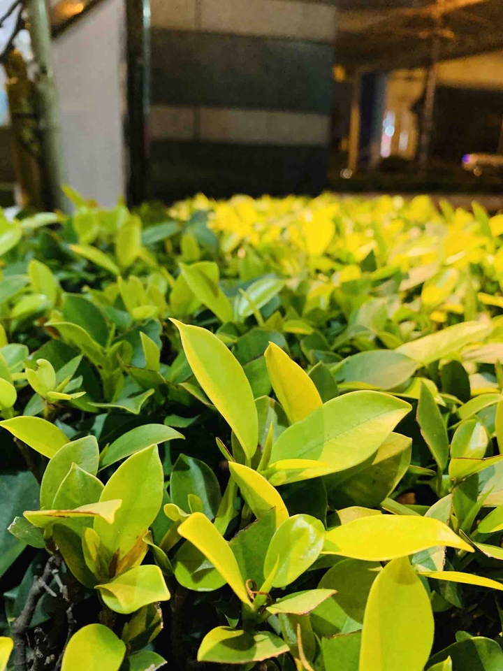 plants!!
