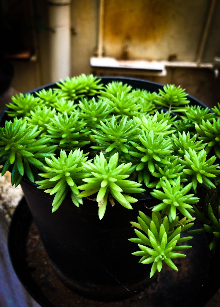 greenery