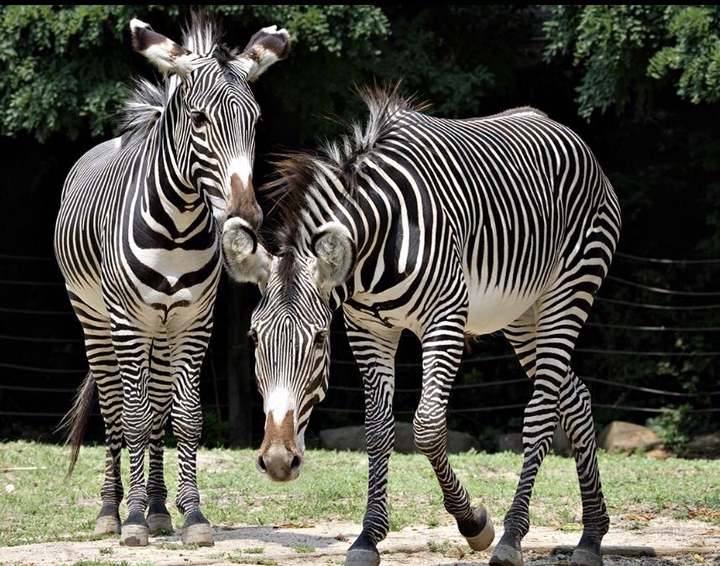 zebra