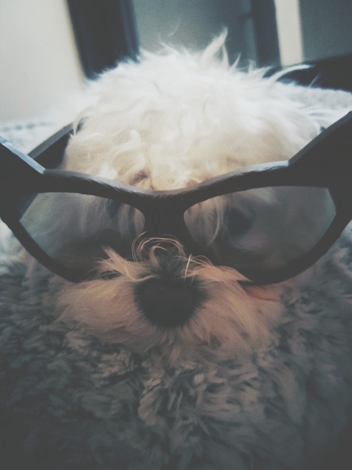 my puppy