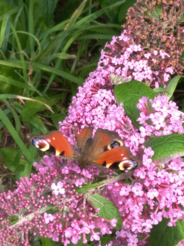 butterfly