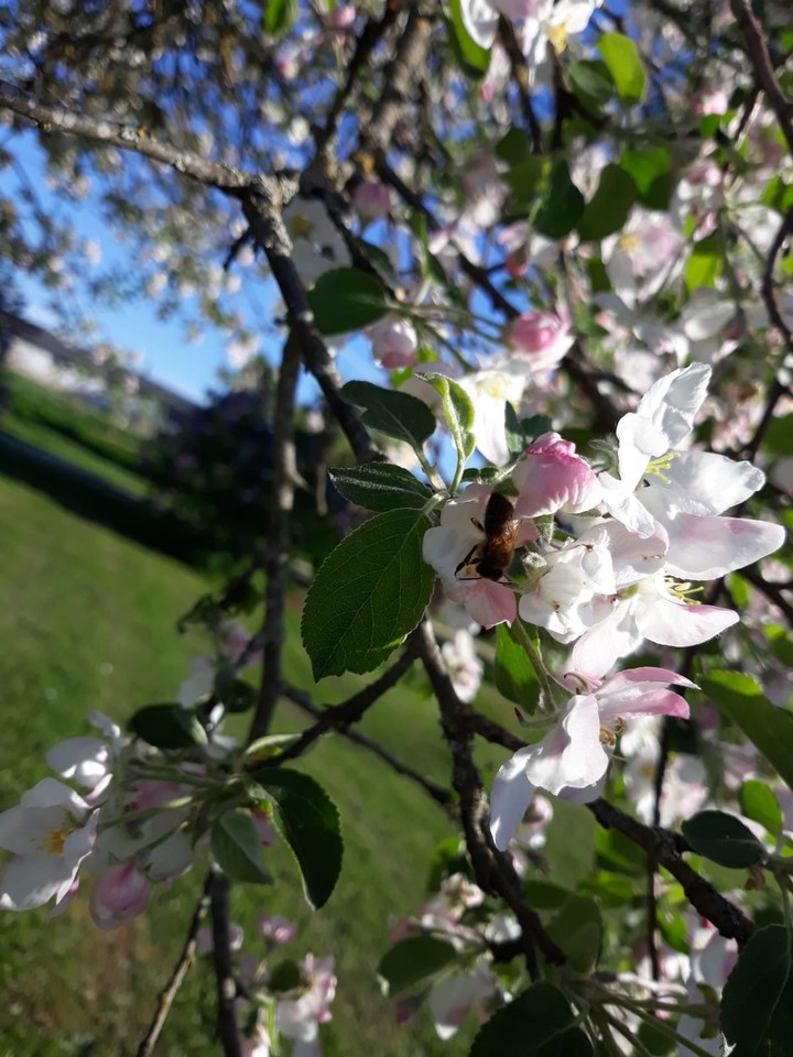 bee in apple flower