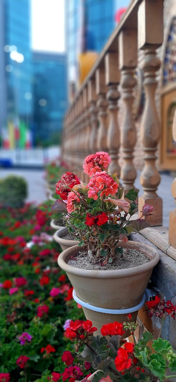 شمعدانی زیبا