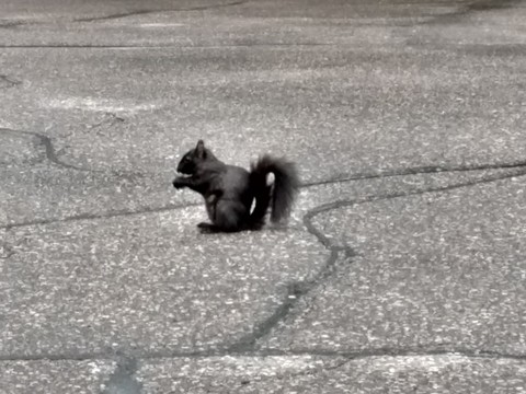 the black squirrel