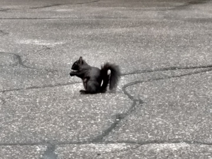 the black squirrel