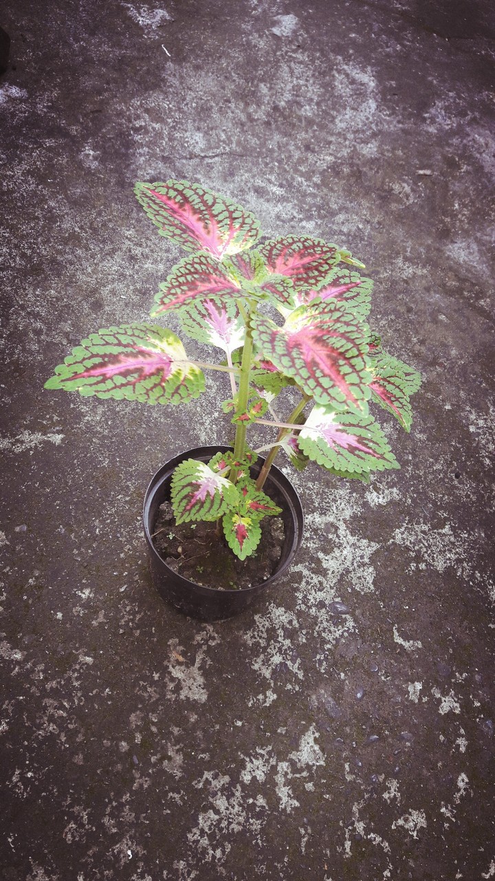 Planta