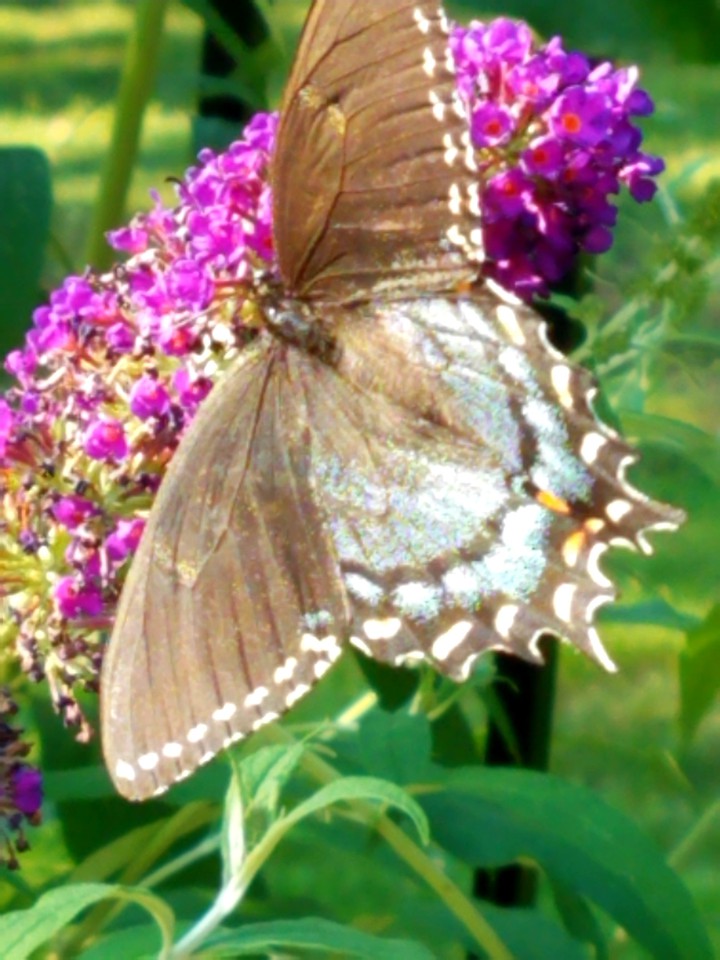 Swallowtail