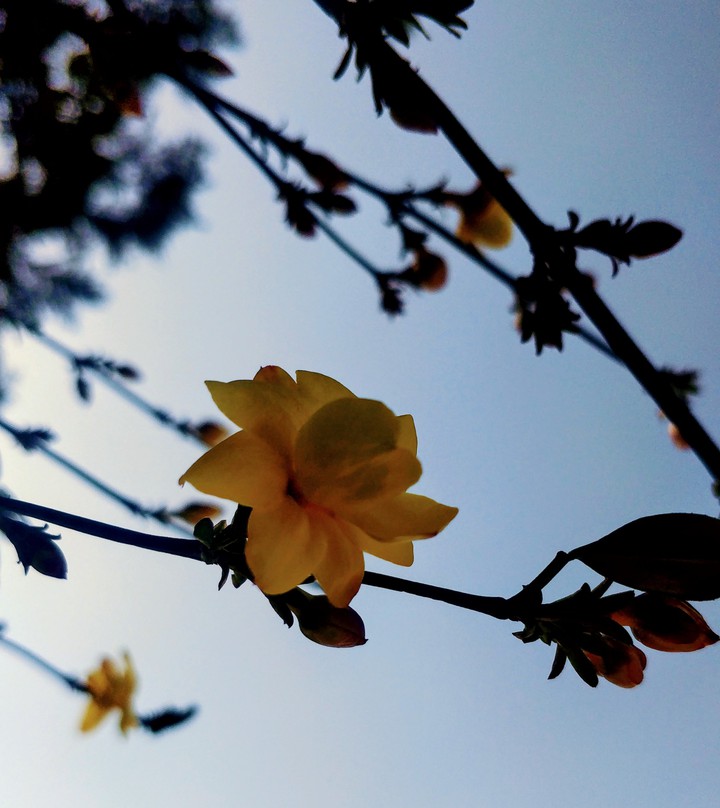 flower