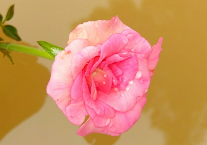 pink rose