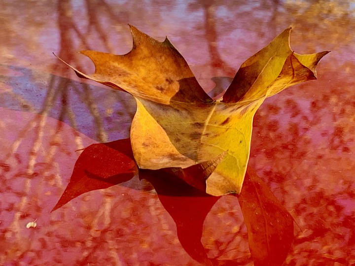 Herbstblatt