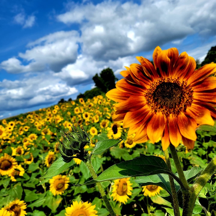 sunflower field