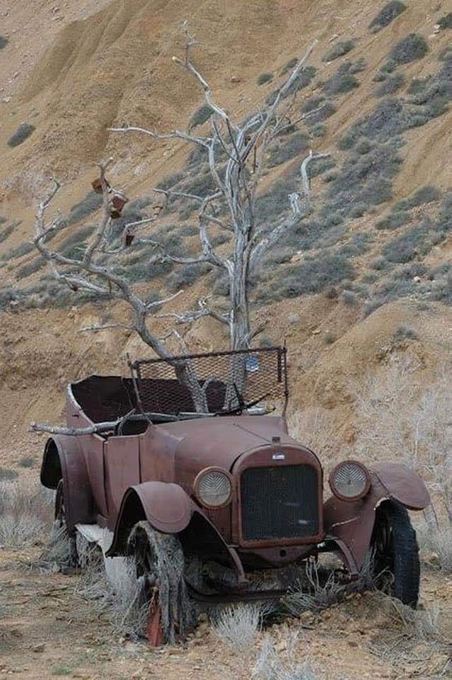 Tree and old car
