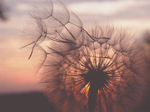 Flower of wishes