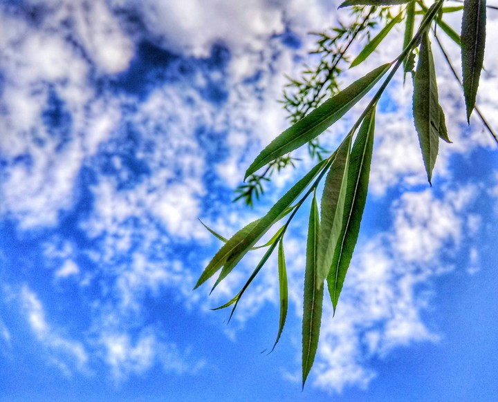 Shining leaves