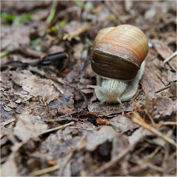 Snail