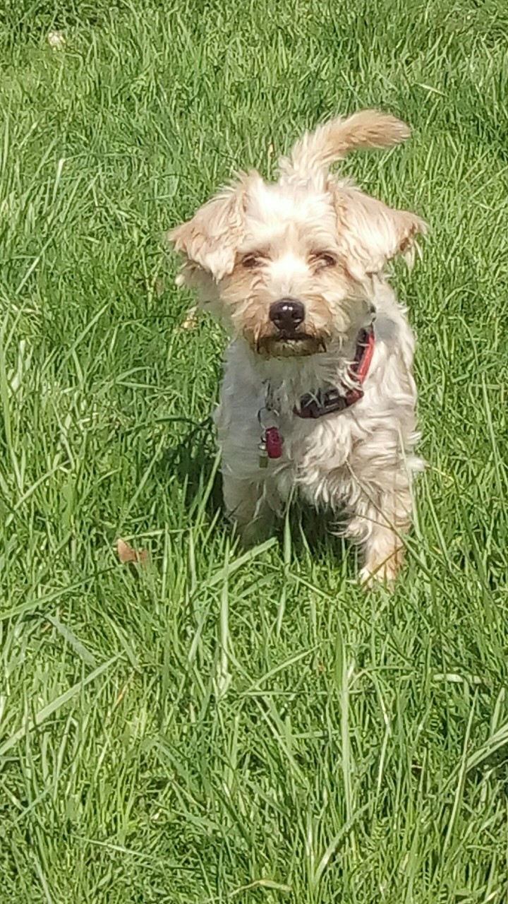 hund lola