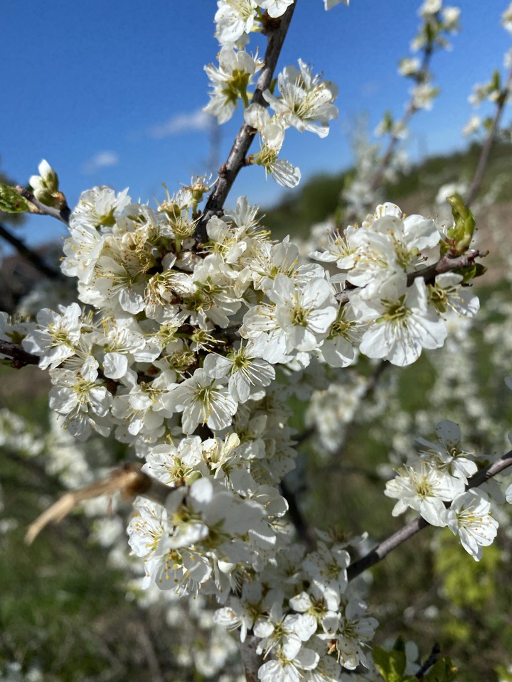 .spring