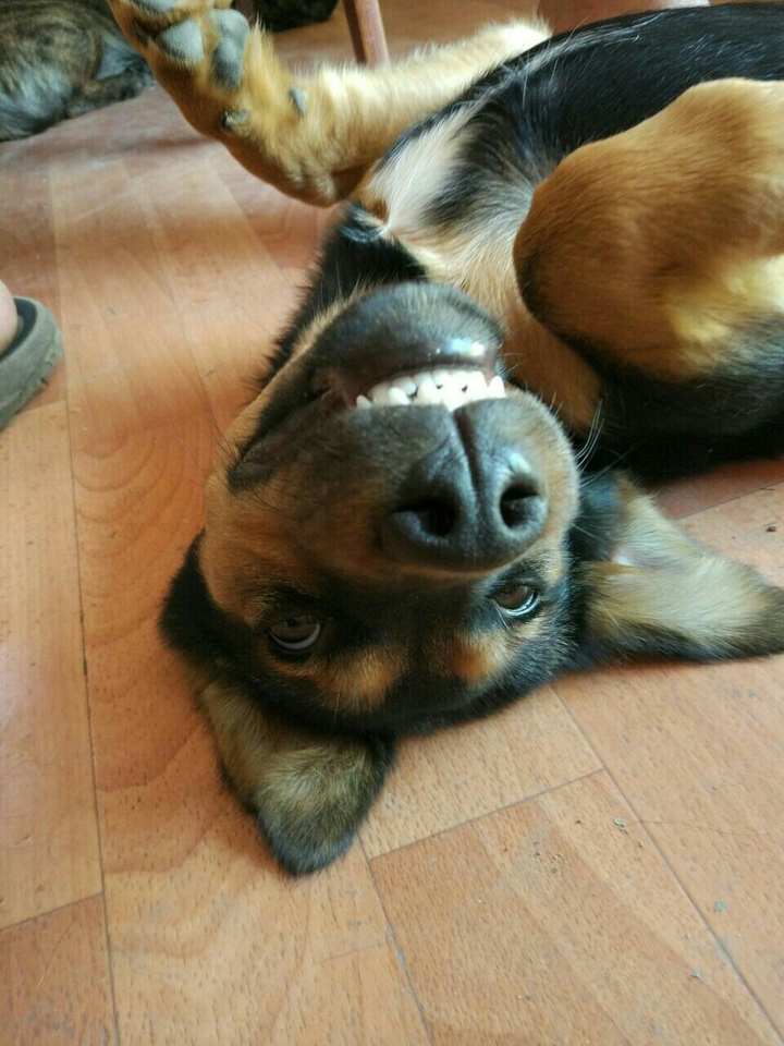 the dog