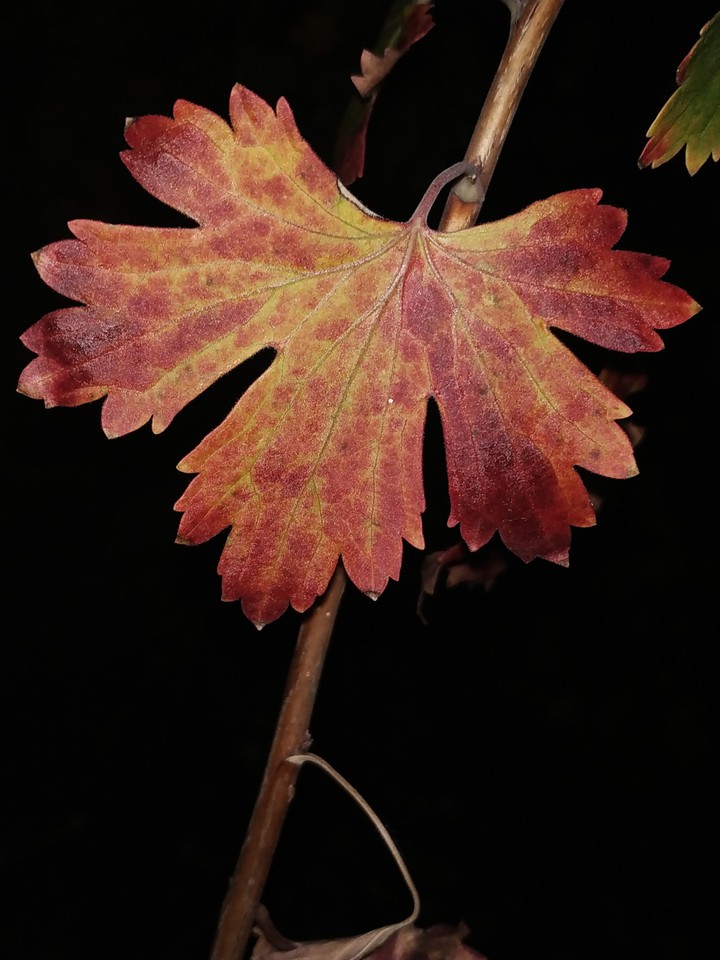 red leaves