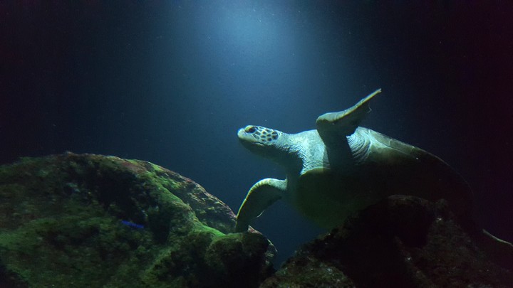 Turtle