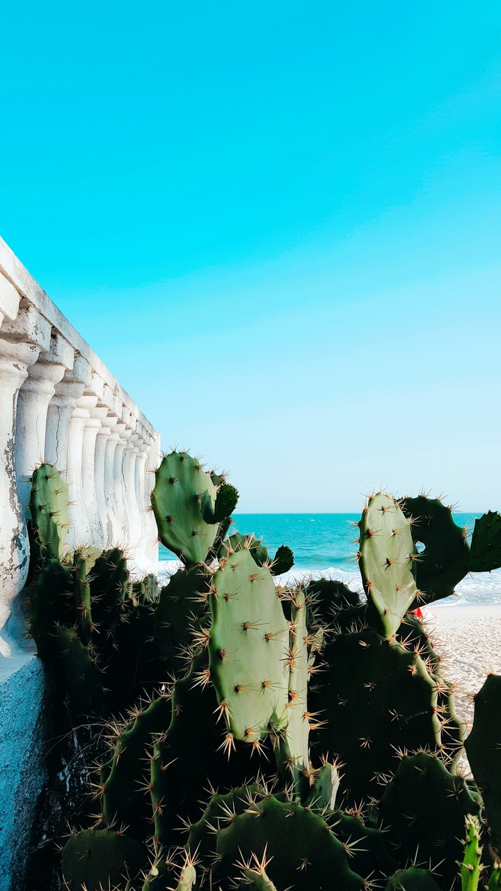 cactus on the beach