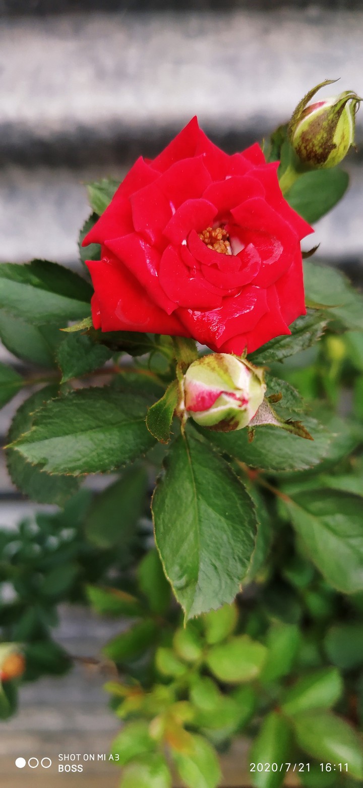 flower