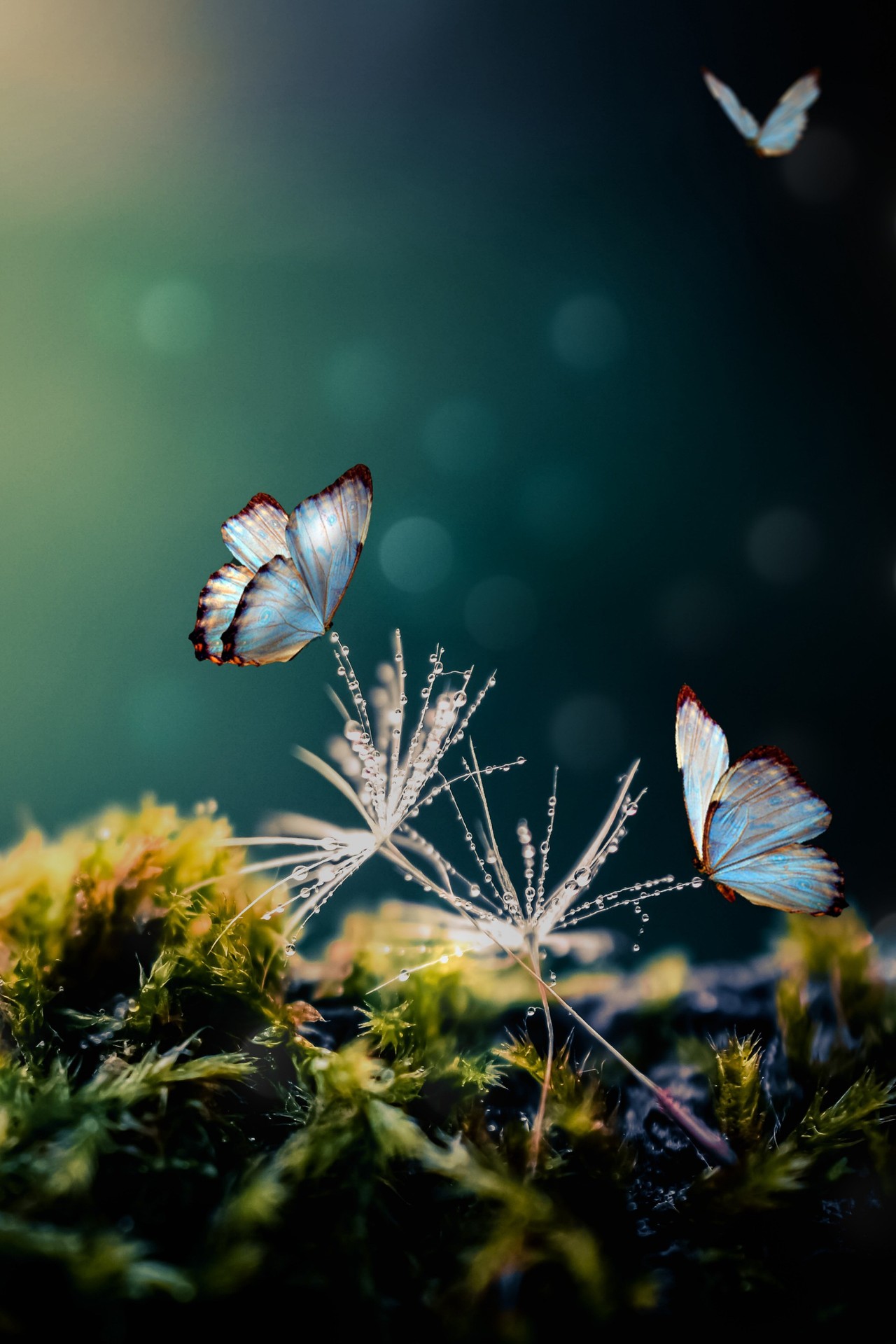 hình nền arthropod, butterfly