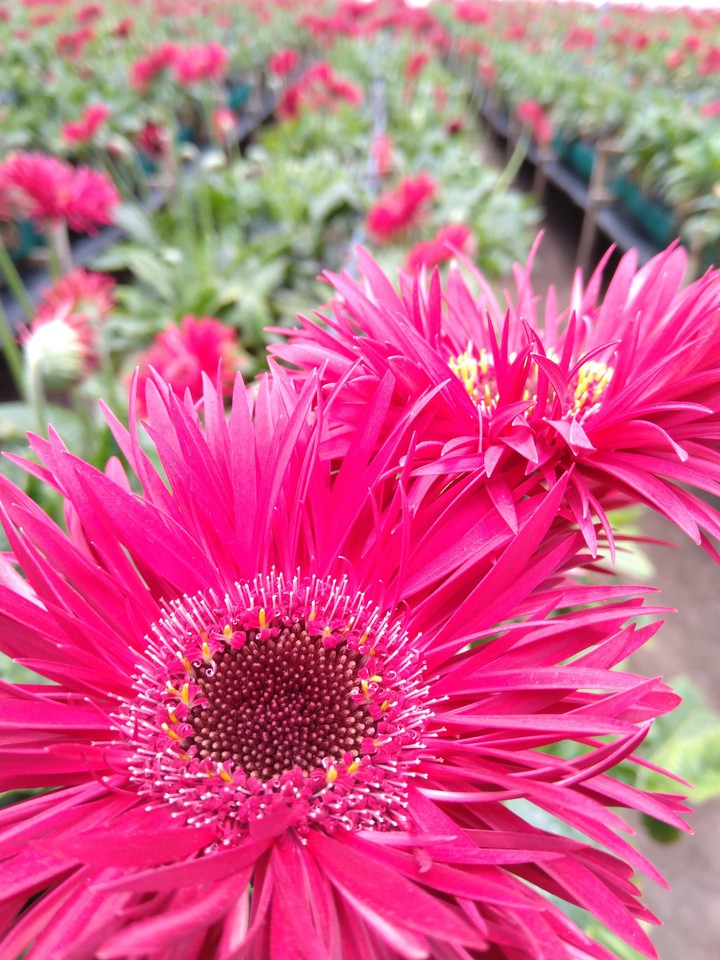 fucsia gerbera