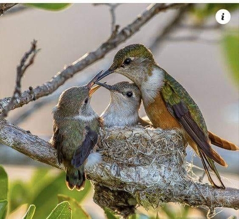 тапети beak, branch