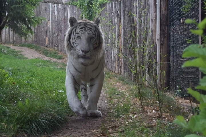 White Tiger