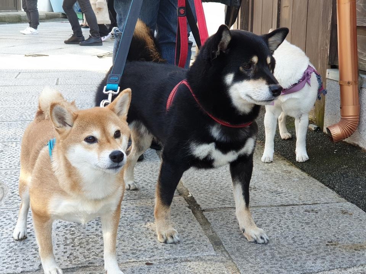 귀여운 시바