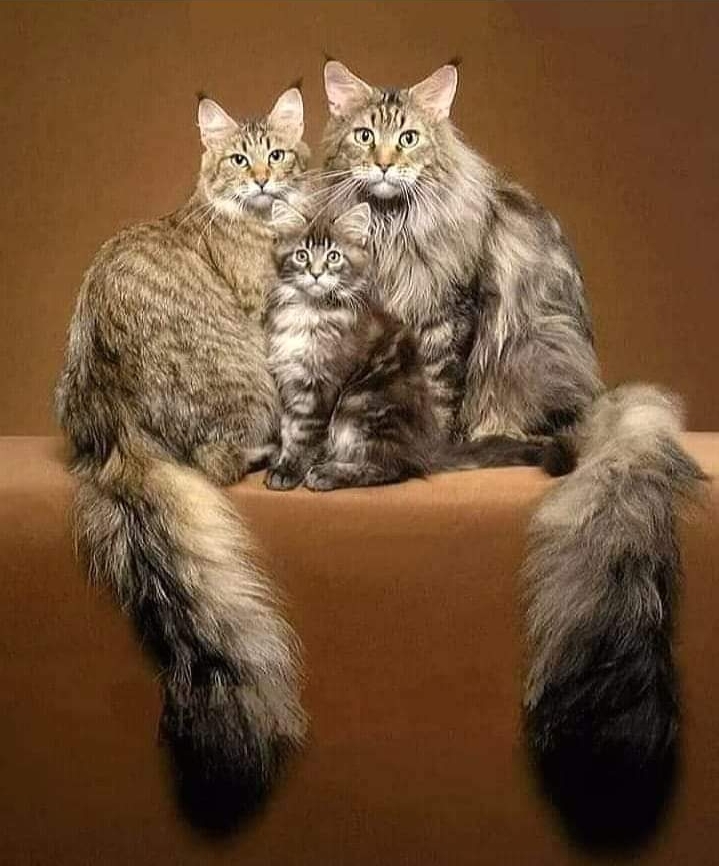 cats
