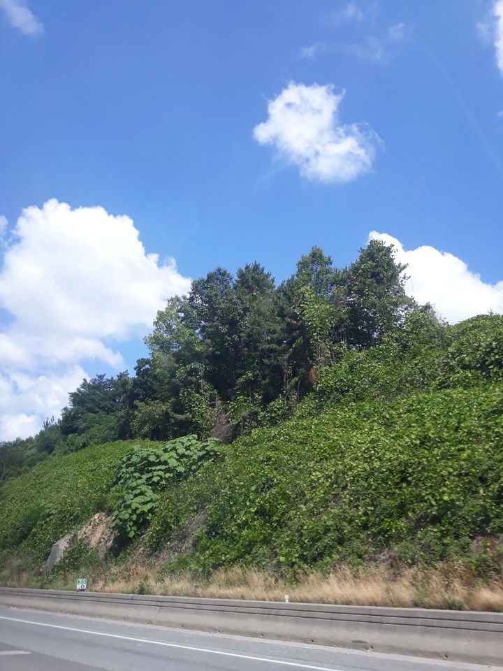 road view
