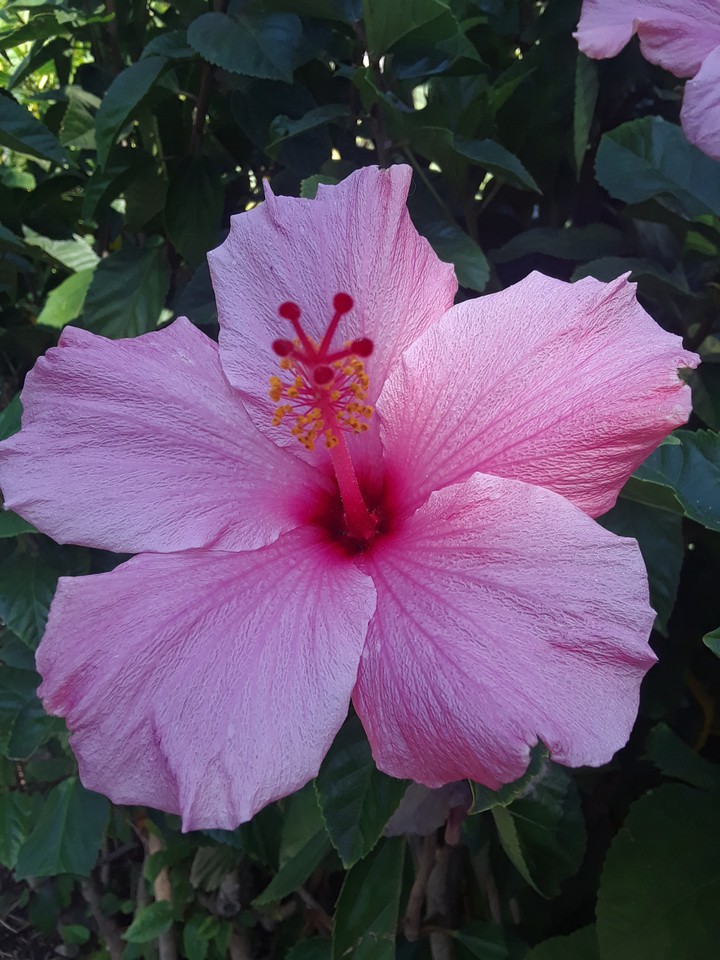 pink flower