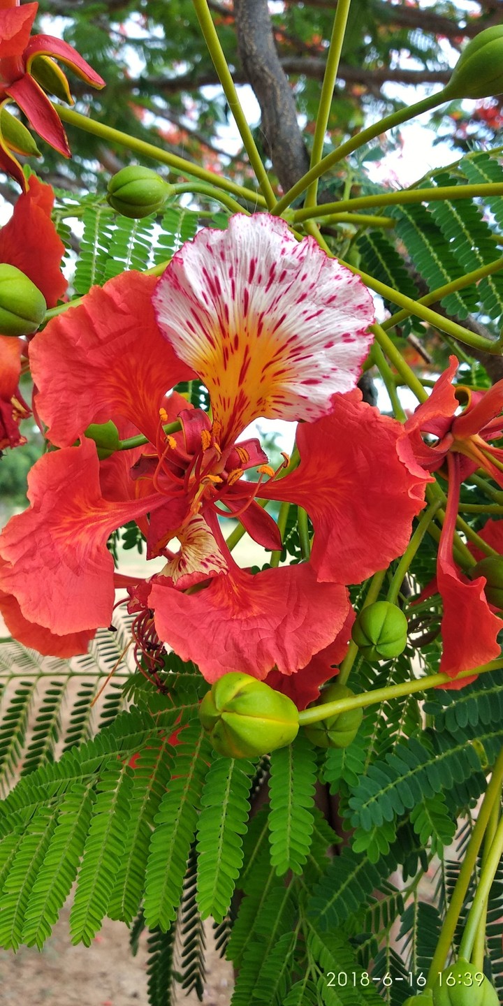 Red flower