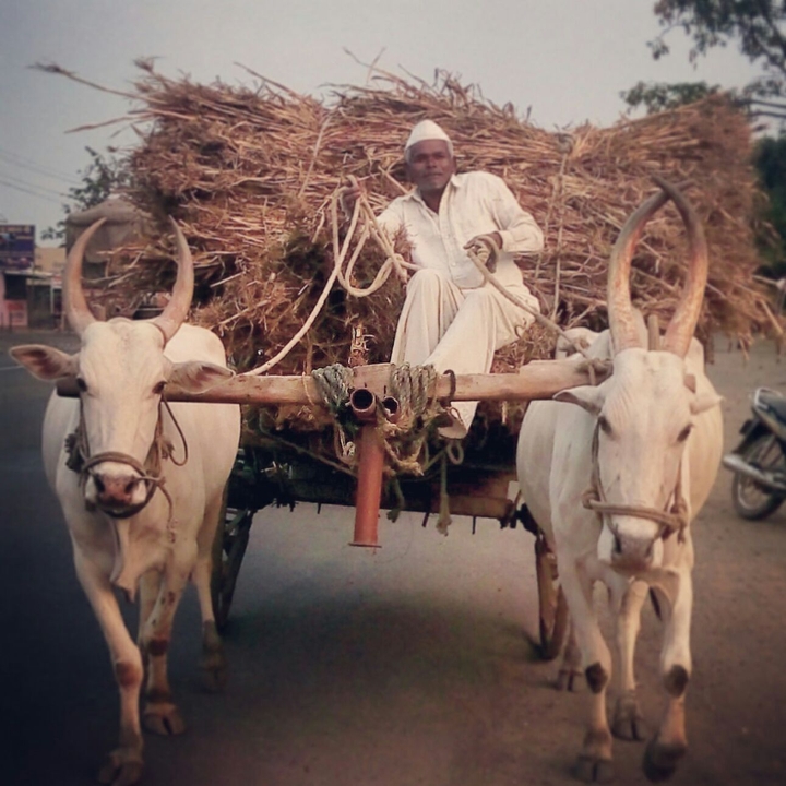 Bullock Cart