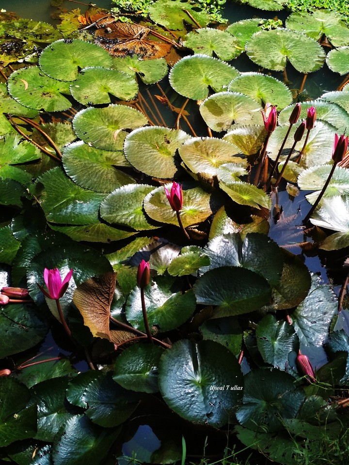 lotus