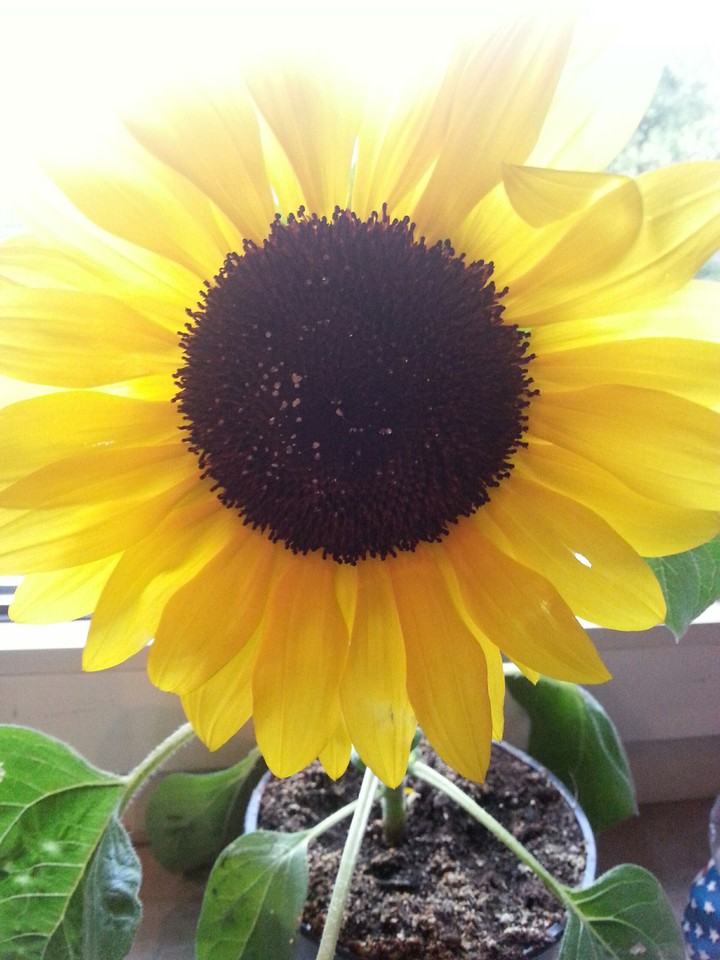 sunflower