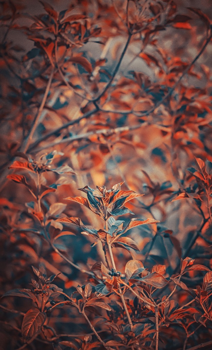nature lover