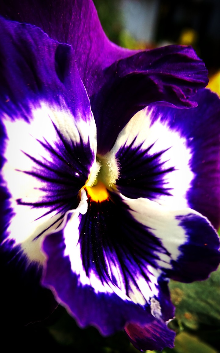 flower.
