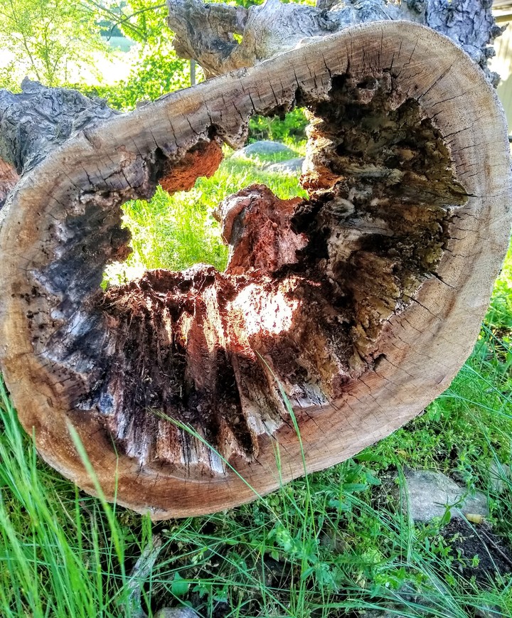 Hollow Log