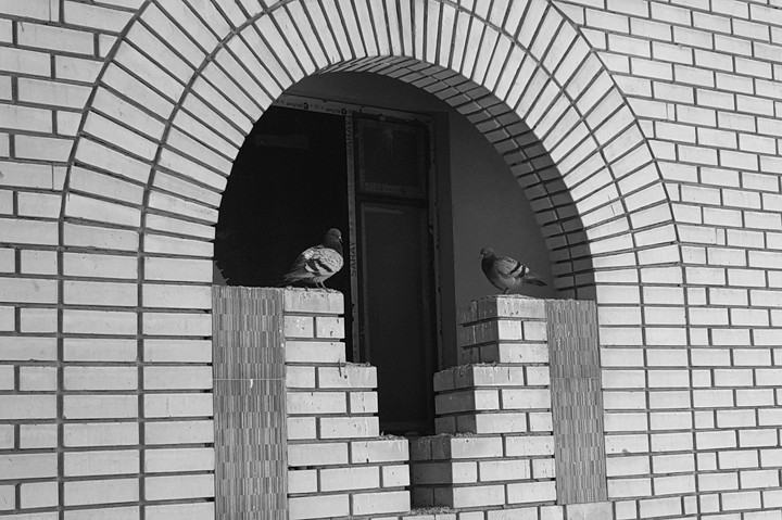 birds