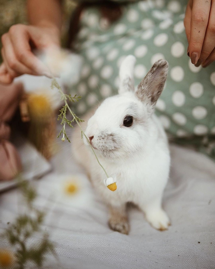 rabbit